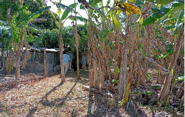 La inspección permitió encontrar múltiples factores de riesgo en los alrededores de la vivienda. Foto: Thays Domínguez