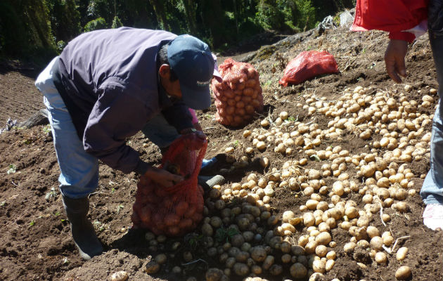 La producción total en el último ciclo agrícola fue de 712,294 quintales; siendo la provincia de Chiriquí la máxima productora con 711,990 quintales cosechados y la Comarca Ngäbe Buglé (304 quintales). Foto: Archivo