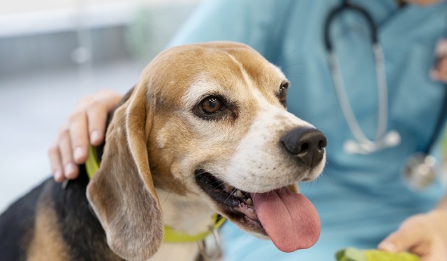 Las mascotas necesitan como mínimo 15 días de recuperación luego de una esterilización. Foto: Ilustrativa / Freepik  