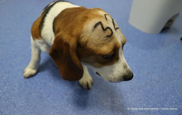 Las empresas farmacéuticas argumentaban que la experimentación con animales es vital para el progreso de las ciencias médicas. Foto: Cruelty Free International