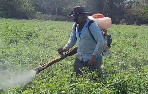 Este año los costos superan los nueve mil dólares, por lo que solicitan ayuda a las autoridades para que la cosecha sea rentable. Foto. Thays Domínguez