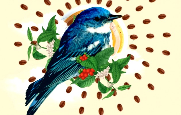 Las aves son aliadas para combatir las plagas de insectos que puedan afectar al cultivo del café. Foto: Cortesía Smithsonian