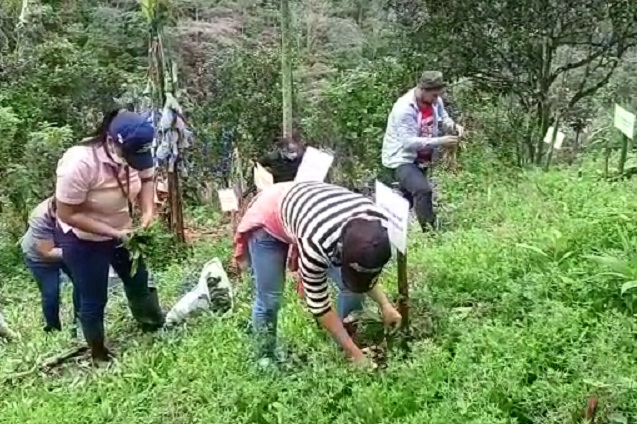 El uso de bioles se hace en la localidad de Bajo Bonito, corregimiento de El Cacao. Foto: Eric A. Montenegro