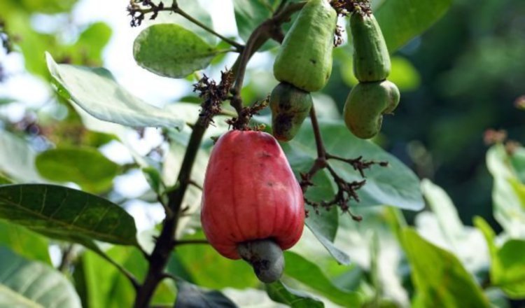 El cultivo del marañón en Panamá se da principalmente a través de huertos familiares. Foto: Universidad de Panamá