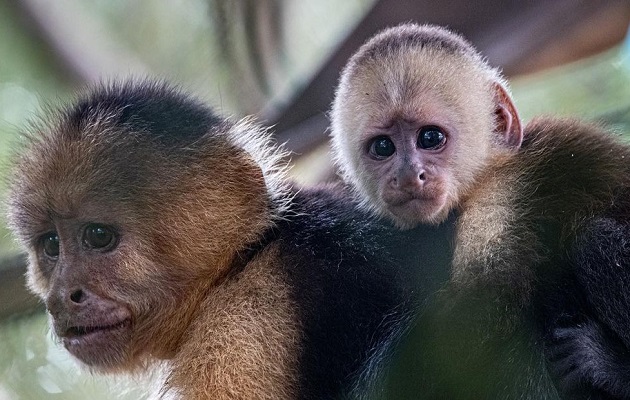 Panamá tiene  13 subespecies de primates no-humanos. Foto: Smithsonian