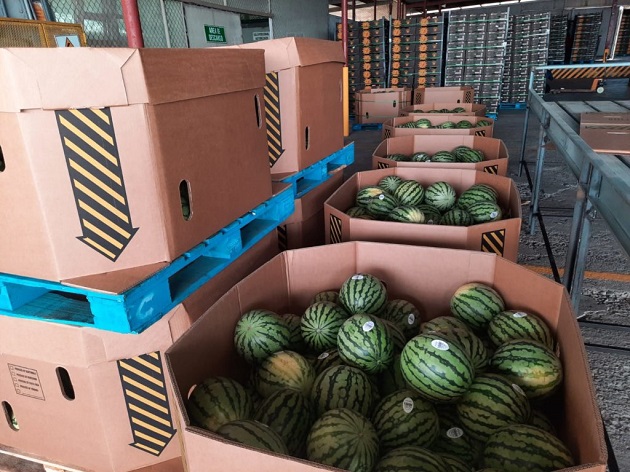 En la planta de empaque las sandías seleccionadas se empacan en cajas de cartón de 15 kilos cada una y para el mercado de Estados Unidos, se utilizan cajas de mayor tamaño con un peso de 408 kilos cada una en respuesta a la demanda de sus clientes. Foto: Cortesía