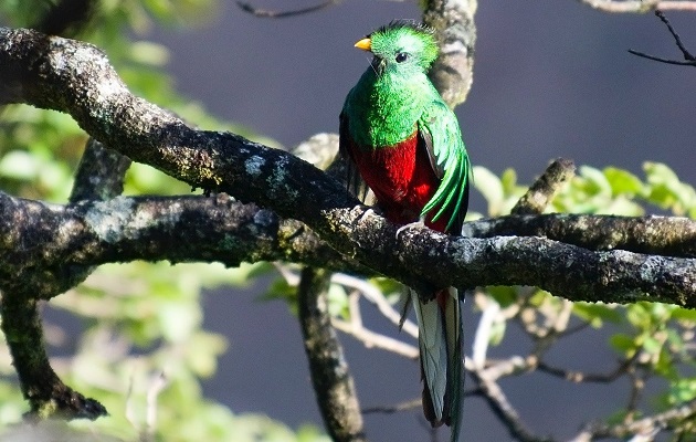 El nombre del quetzal viene del náhuatl quetzalli: hermosa pluma. Foto: Pixabay