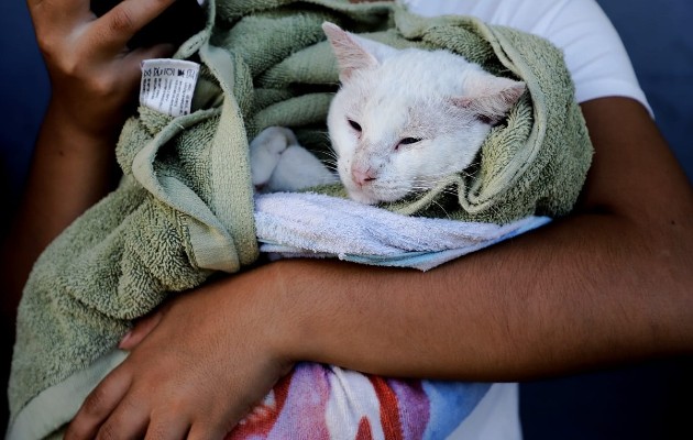 Más de cien animales esterilizados. Foto: Cortesía