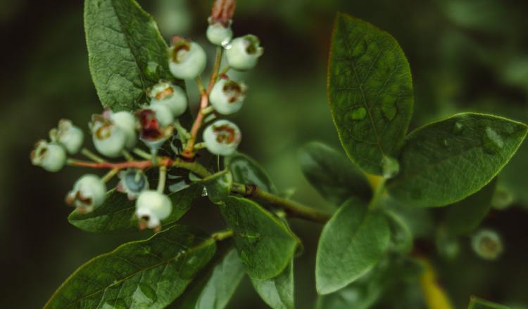 Estas plantas se ven afectadas por causas antrópicas. Foto: EFE