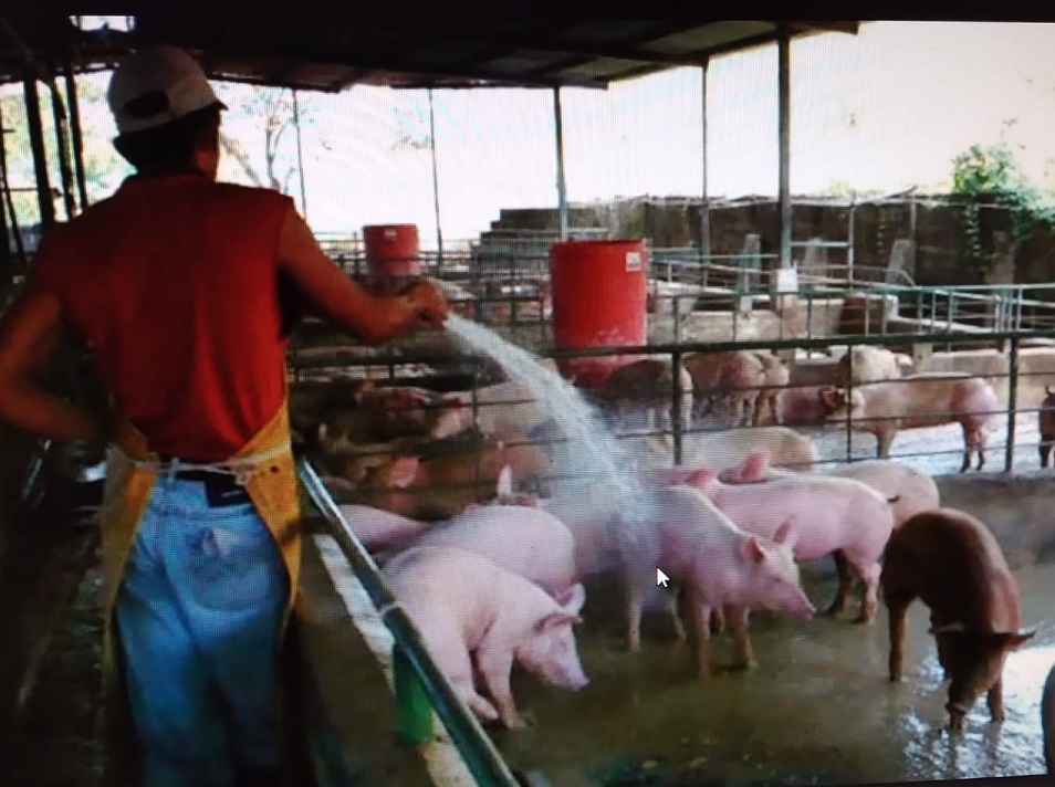 La gripe porcina africana podría ser devastadora en la producción porcina nacional. Foto: Thays Domínguez 