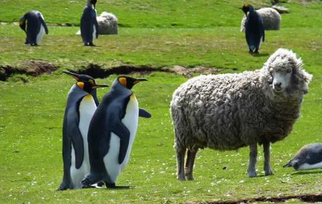 En las islas, cuyo idioma es el inglés, es muy famosa la cría de ovejas.