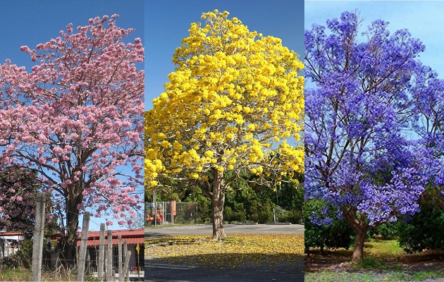 La floración de estos árboles capta la atención de quienes tienen el privilegio de encontrarlos en su ruta. Foto: Redes sociales