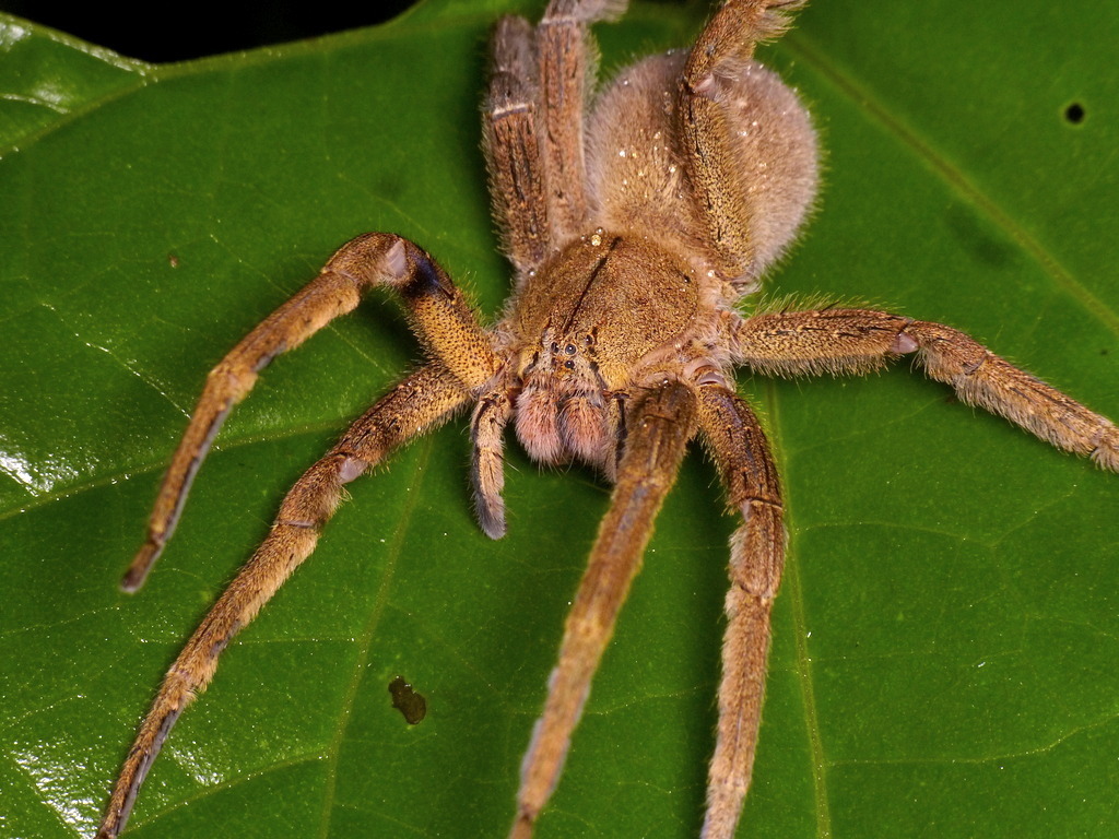 La araña del banano o phoneutria tiene un veneno muy dañino.