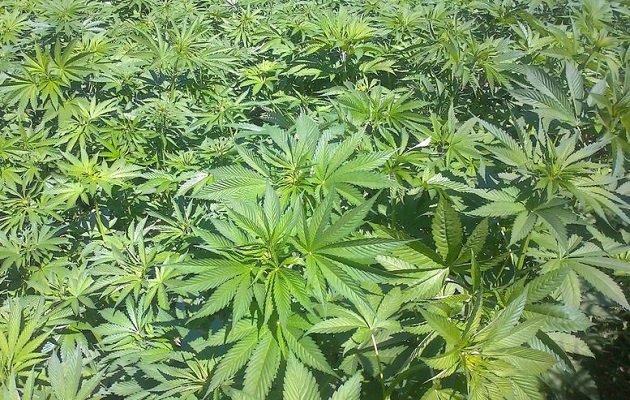 En Panamá ya fue aprobado el uso medicinal del cannabis. Foto: Grupo Epasa