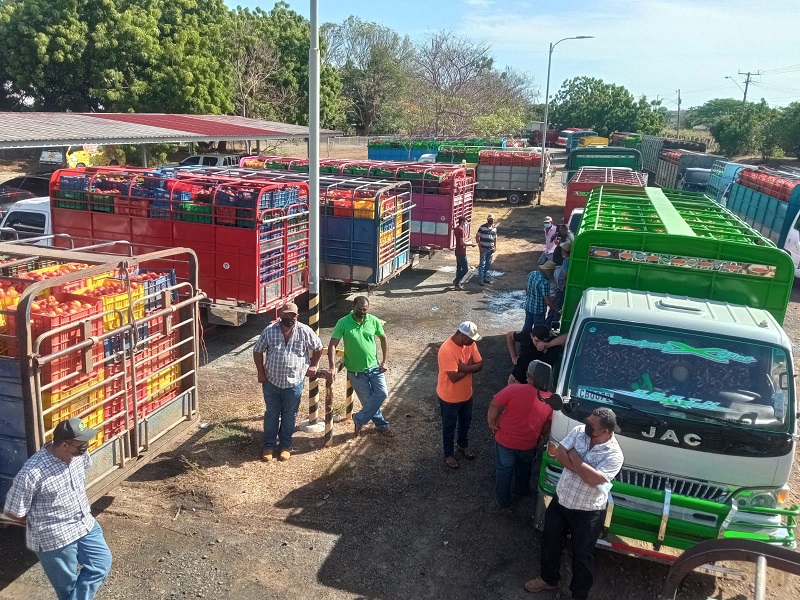 Los camiones cargados de fruta están varados en las afueras de la compañía comercializadora. Foto: Thays Domínguez