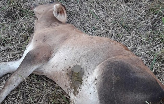 El ganadero precisó que semanas atrás ubicó en otro punto de la finca un venado con el mismo tipo de disparo. Foto. Eric Montenegro