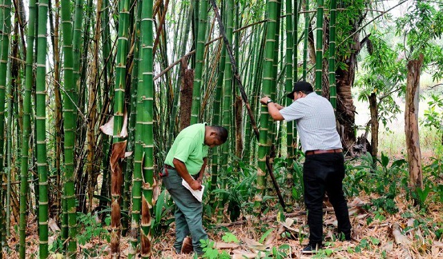 En una finca, en Panamá Oeste, se está desarrollando el manejo sostenible de una plantación de bambú. Foto: Cortesía