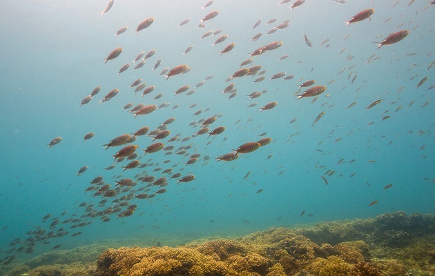 El plan permitirá fortalecer las estrategias de conservación. Foto: Smithsonian