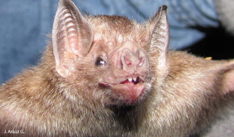 El murciélago vampiro común (Desmodus rotundus) dispone de alimento durante todo el año, por lo que no depende de las estaciones para reproducirse exitosamente . Jacobo Araúz