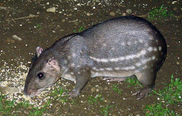 El conejo pintado forma parte del listado de especies  que buscan los cazadores. Foto: Biomuseo