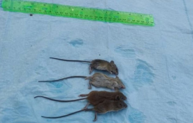 Las autoridades de salud ya han intervino la zona del Olivo de Natá, con el fin de llevar a cabo las investigaciones pertinentes con el fin de determinar si existen otros casos de hantavirus. Foto. Ilustrativa