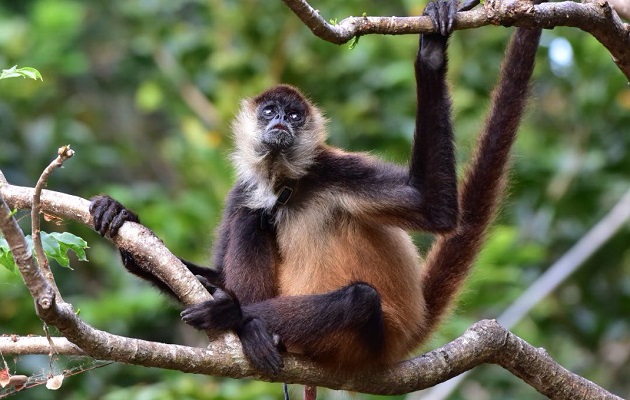 Las poblaciones de mono araña de Azuero se han visto diezmadas. Foto: FCPP