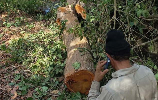 Una persona, quien conducía un tractor contratado para cometer el ilícito, logró ser puesto a órdenes de las autoridades, luego que se identificó el vehículo a través de un video. Foto. Thays Domínguez