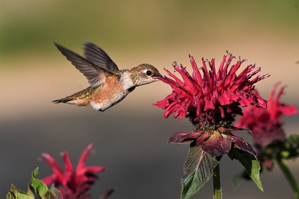 Los colibrí son atraídos por flores de tubo largo.