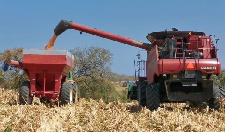 Algunos productores meditan no seguir sembrando ante el alto costo de los insumos necesarios para sus cultivos. Foto: Mida