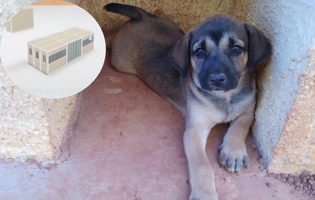 Los perros en situación de calle serán atendidos en la clínica. Foto: Fundación Manchitas