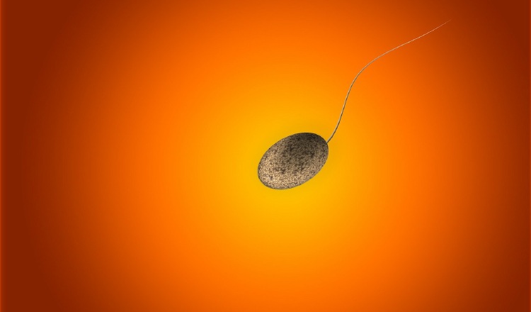 La mujer receptora debe recibir un tratamiento previo para preparar el endometrio. Pixabay