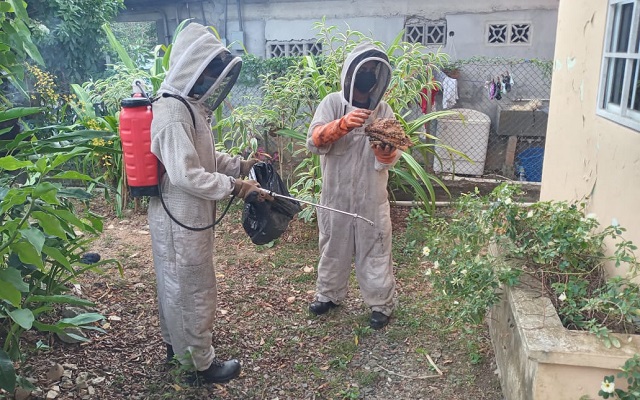 Las picaduras de abejas africanizadas pueden causar graves problemas e incluso la muerte. Foto: Bomberos