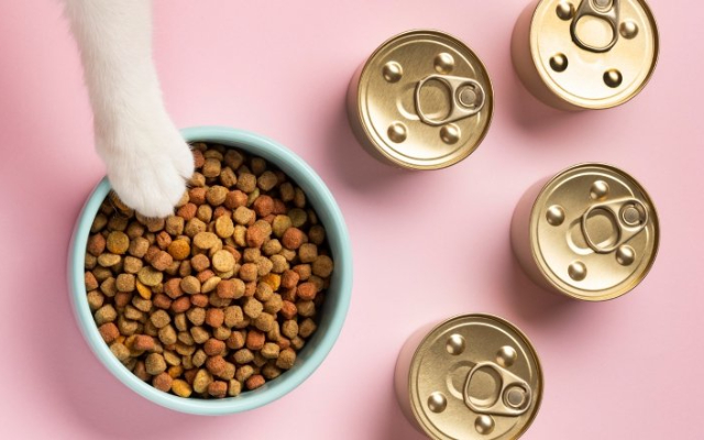  No se debe combinar alimentos sólidos y húmedos en la misma comida. Foto: Ilustrativa / Freepik