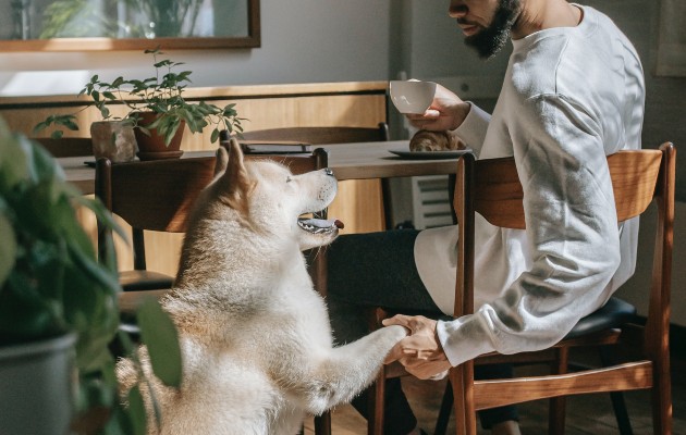 Las personas deben conocer muy bien a sus mascotas antes de llevarlas a un local pet friendly. Foto ilustrativa / Pexels. 