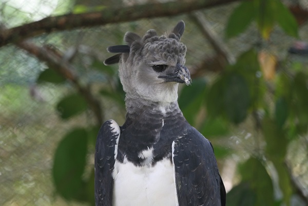 Cada 10 de abril se celebra el día del Águila Harpía, declarada ave nacional de la República de Panamá.