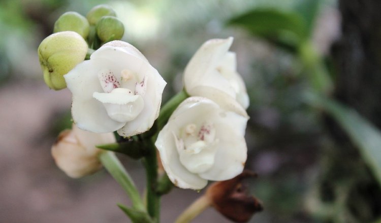 La Flor del Espíritu Santo muestra su esplendor entre agosto y septiembre de cada año. Foto: Grupo Epasa