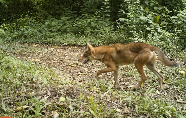 Los coyotes tienen una capacidad de adaptación alta. Foto: EFE