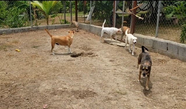 Animal Rescue of Antón requiere mensualmente unos $5 mil para continuar operando.  Foto: Fanny Arias 