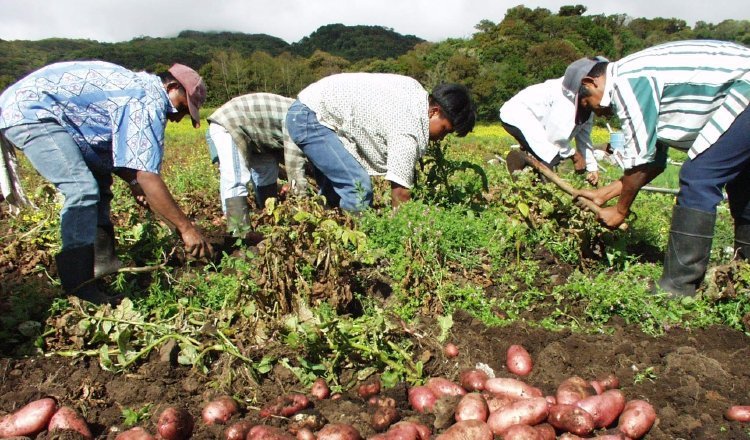 La producción local ayudó a que el país soportara la pandemia.  Foto: Archivo