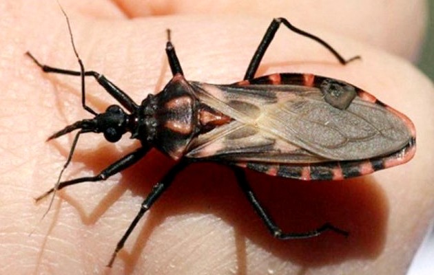 Entre 2000 y el 2020, en Panamá se reportaron 806 casos de la enfermedad de Chagas. Foto: Cortesía