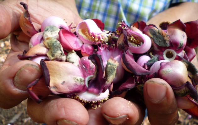 Las flores recolectadas son preservadas en alcohol o menticohol y usadas como ungüento o bálsamo. Foto. Melquiades Vásquez