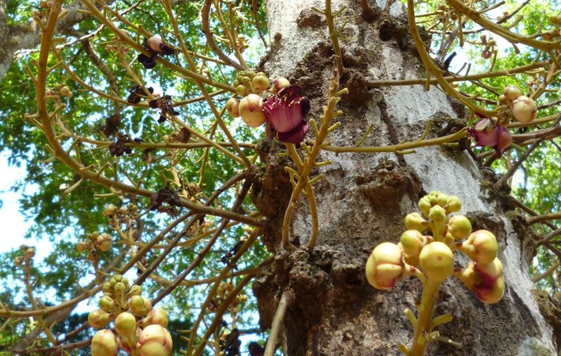 Para los pobladores de Río de Jesús, esta especie de árbol es considerado como sagrado, porque no hay otro en ningún lugar del país ni Centroamérica y solo florece en Semana Santa.