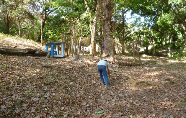 En Río de Jesús se logró conocer que la Universidad de Panamá le ha hecho a la especie del árbol granadillo varios estudios, logrando determinar que las flores poseen algunas propiedades curativas. Foto. Melquíades Vásquez