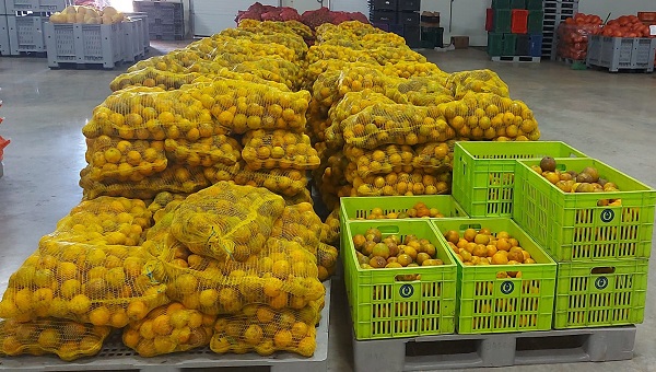 En esta semana se decomisaron pixbae y naranjas que no tenían registros. Foto: Cortesía Aduanas