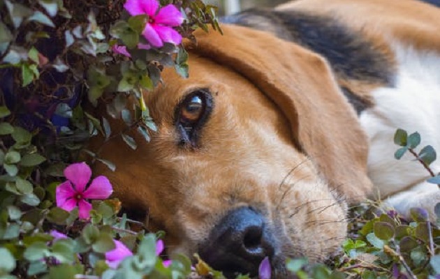 Expertos recomiendan acompañar a las mascotas en sus minutos finales. Foto Pexels