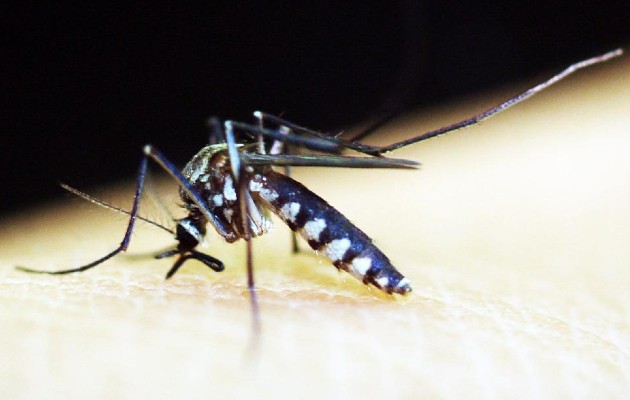 Migración incide en casos de malaria en las regiones de Panamá, Panamá Este y Guna Yala. Foto: Pixabay