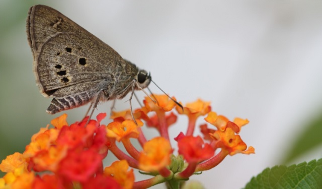 Mariposa en Malasia. Foto: EFE / Tim Newbold, UCL