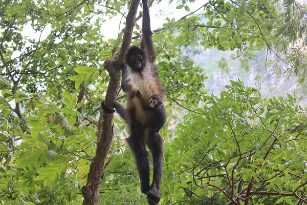 Algunas frutas que comen los primates tienen un contenido de alcohol de hasta el 7%. 