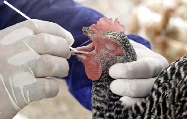 El virus H3N8 se ha detectado previamente en aves de corral. Foto: EFE
