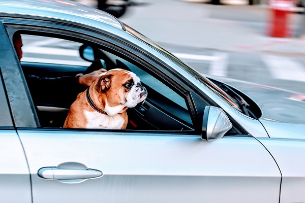 Se debe evitar que los animales saquen la cabeza por la ventana del auto.
